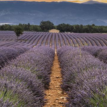 Lavender fields on road to Riez, France