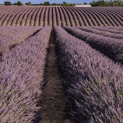 Lavender fields on the track to Mas Andrieux, France