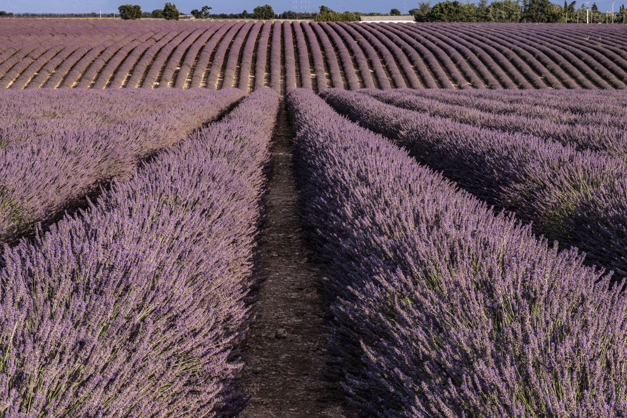 Lavender fields on the track to Mas Andrieux, France