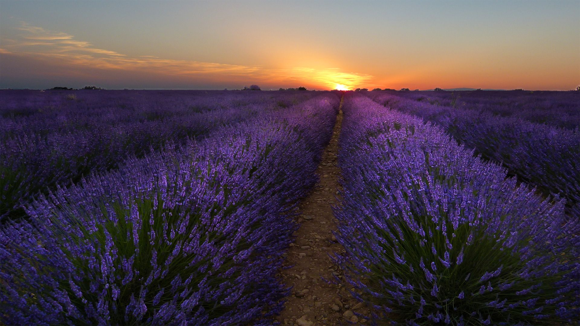 Lavender Fields Valensole, France