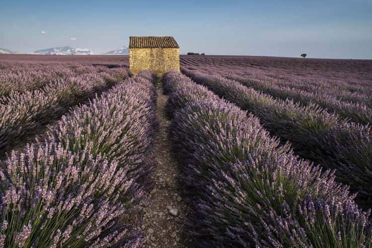 Lavender fields with building