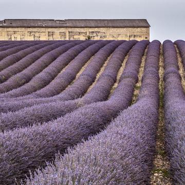 Lavender fields with Building I, France