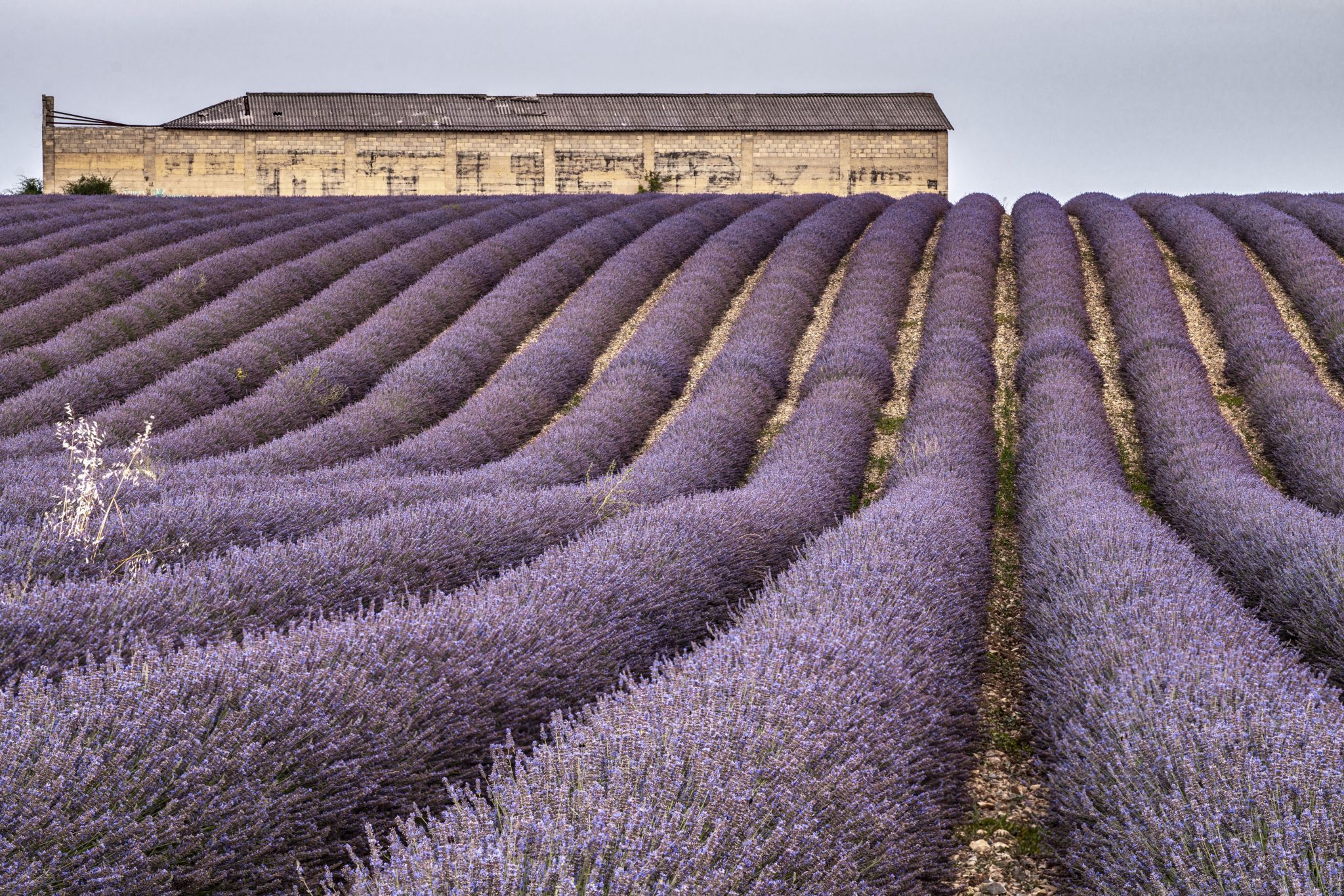 Lavender fields with Building I, France
