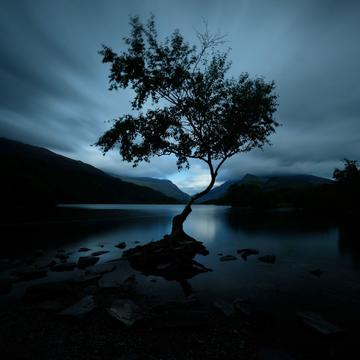 Lone tree, United Kingdom