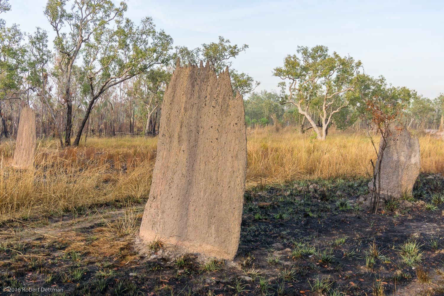 Magnetic Termite Mound, Australia