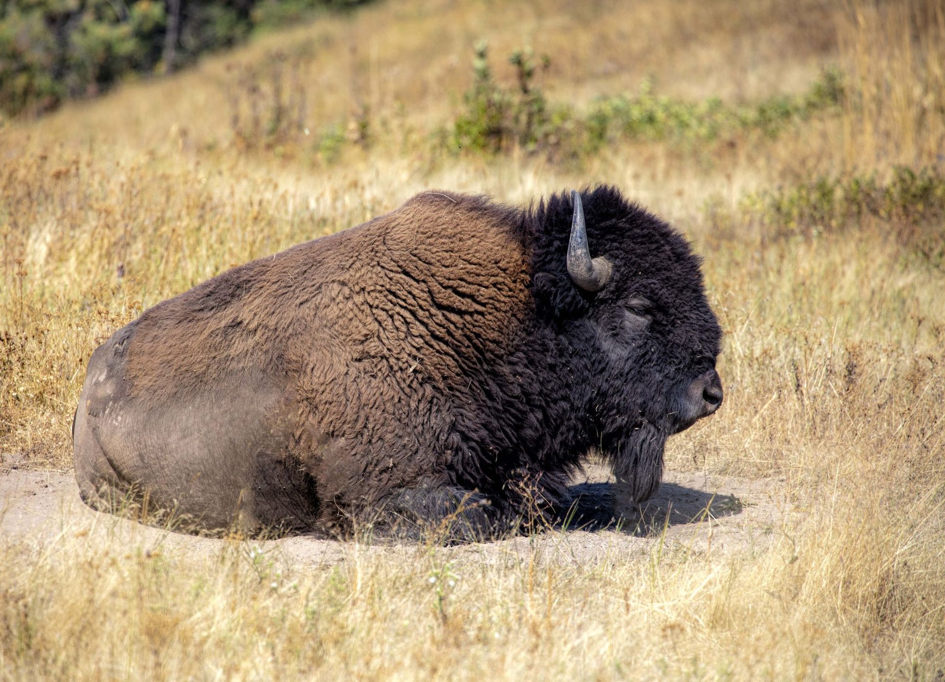 National Bison Range, USA