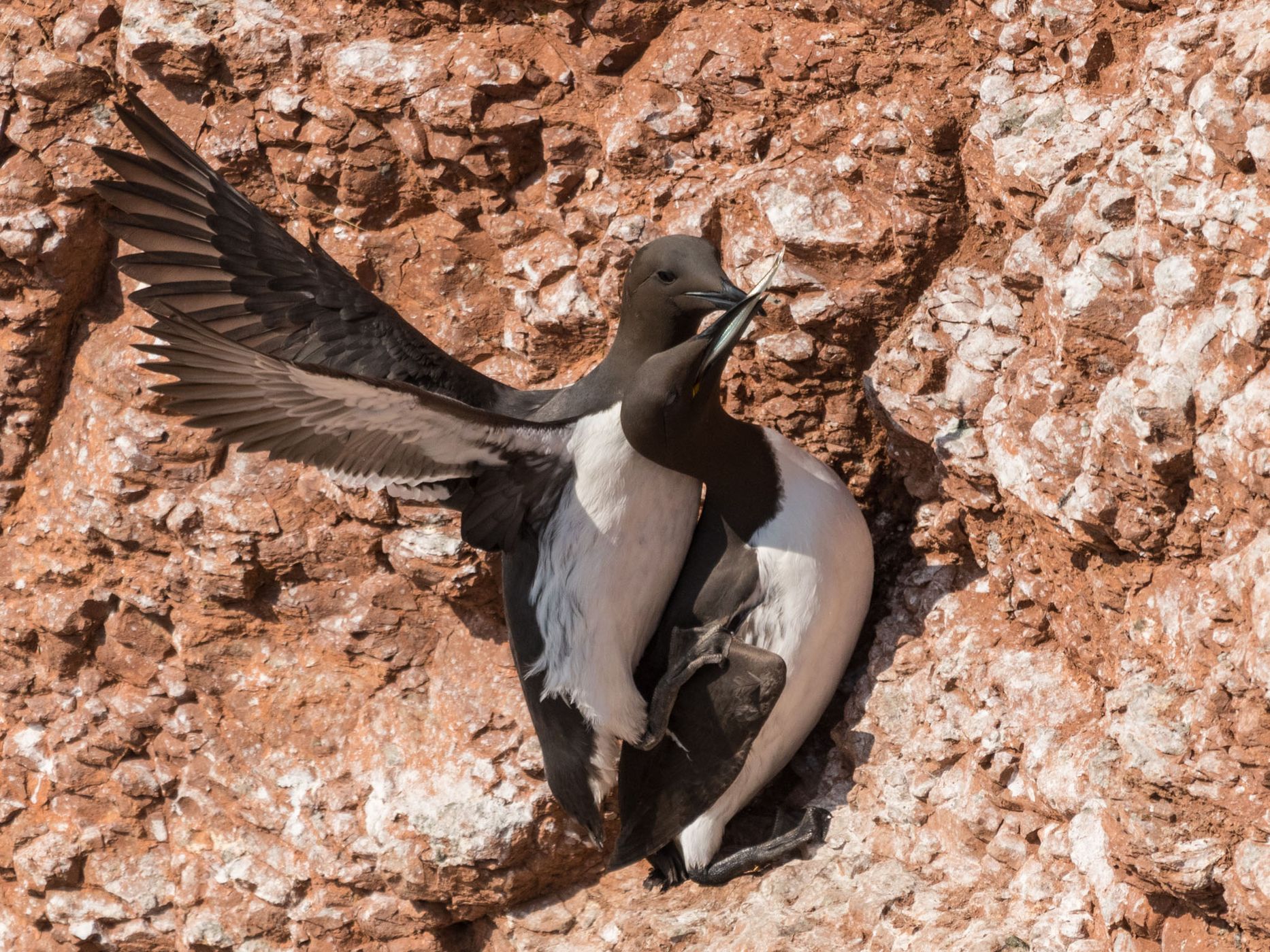 Northern gannets on Heligoland, Germany