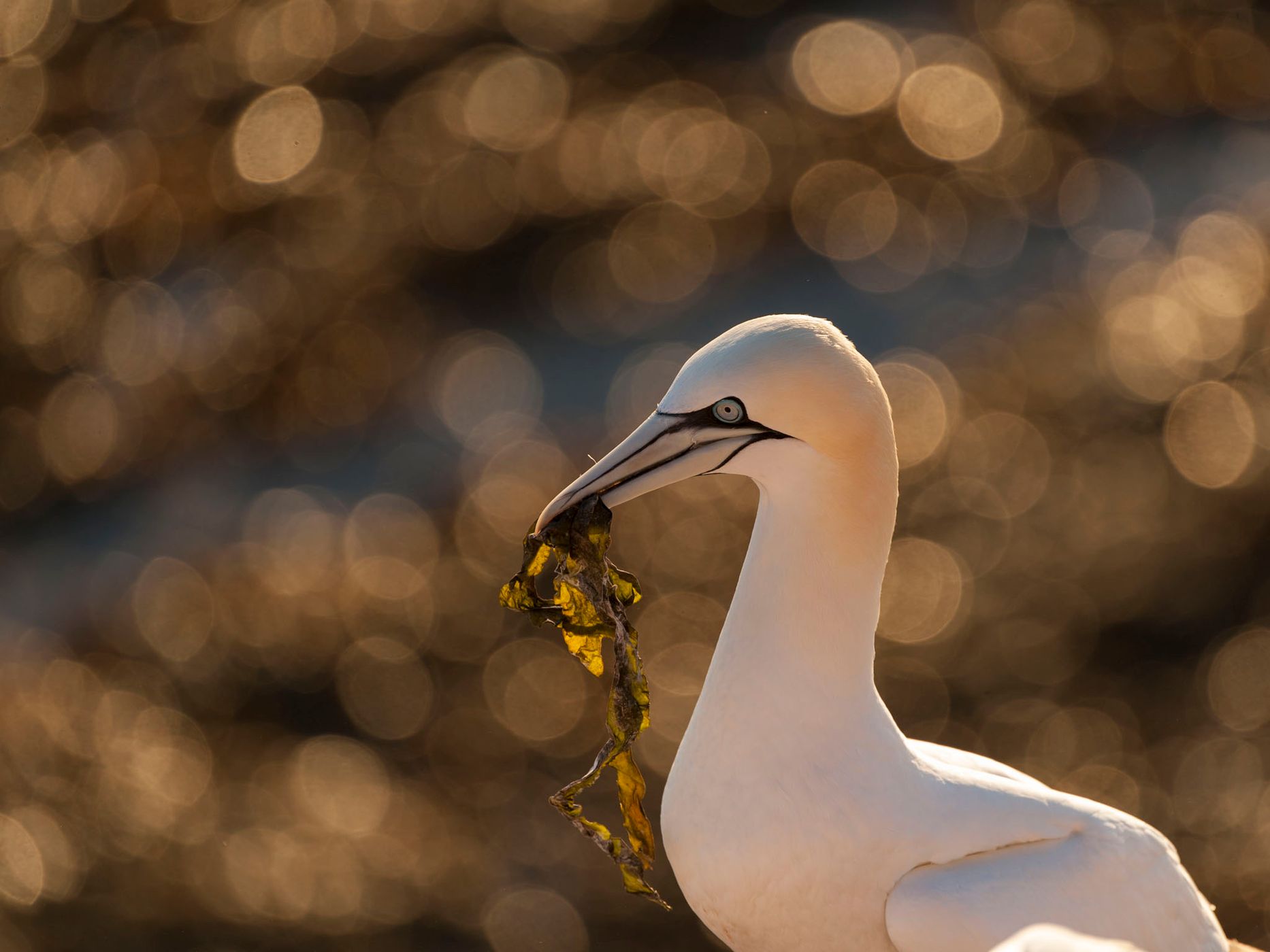 Northern gannets on Heligoland, Germany