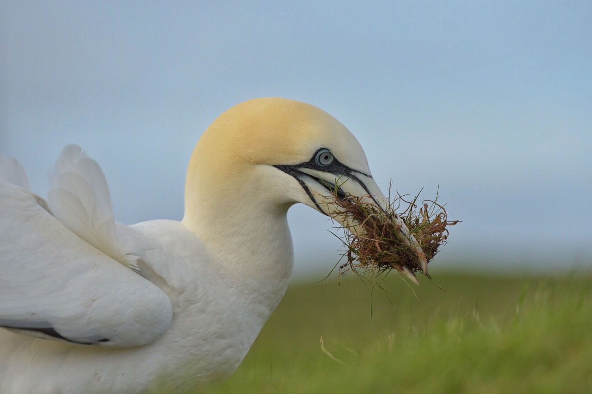 Northern gannets on Heligoland, Germany