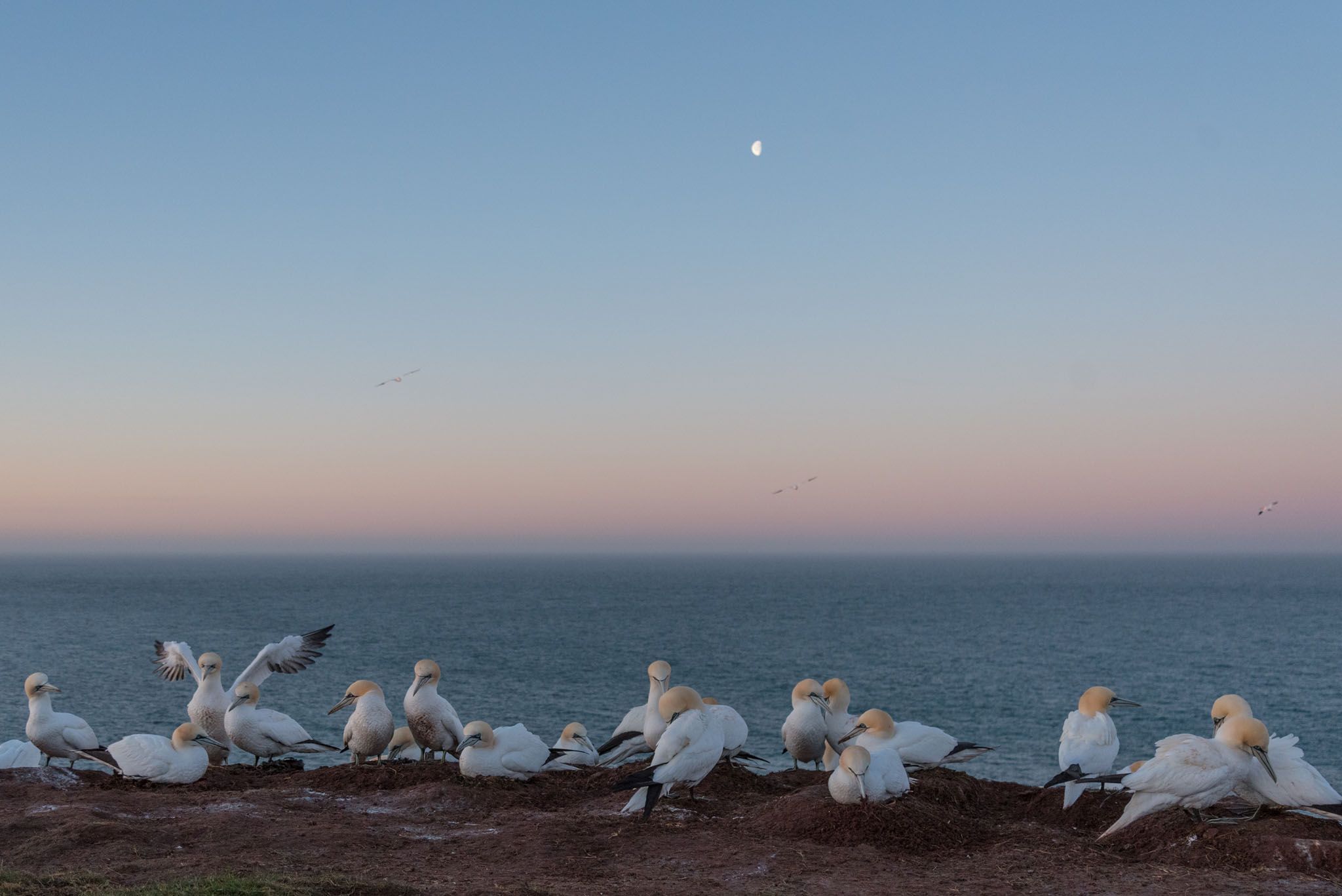 Northern gannets on Heligoland, Germany