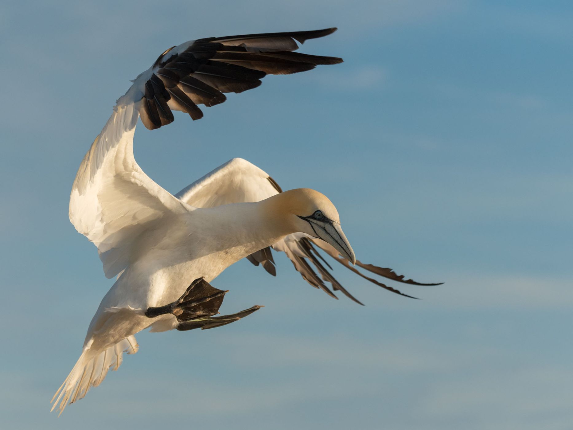 Northern gannets on Heligoland, Germany