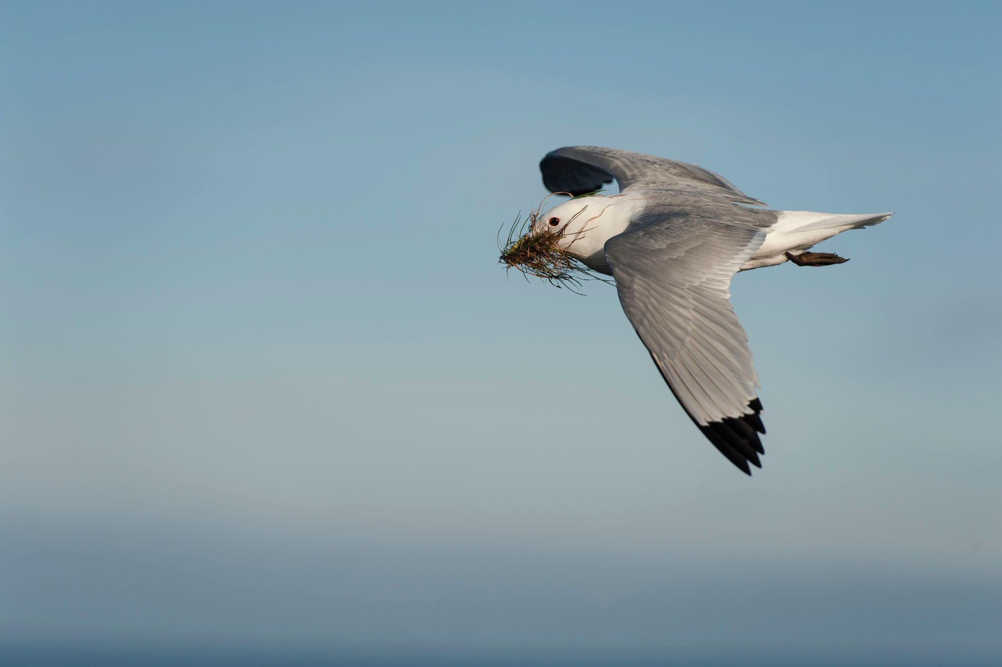 Northern gannets on Heligoland, Germany