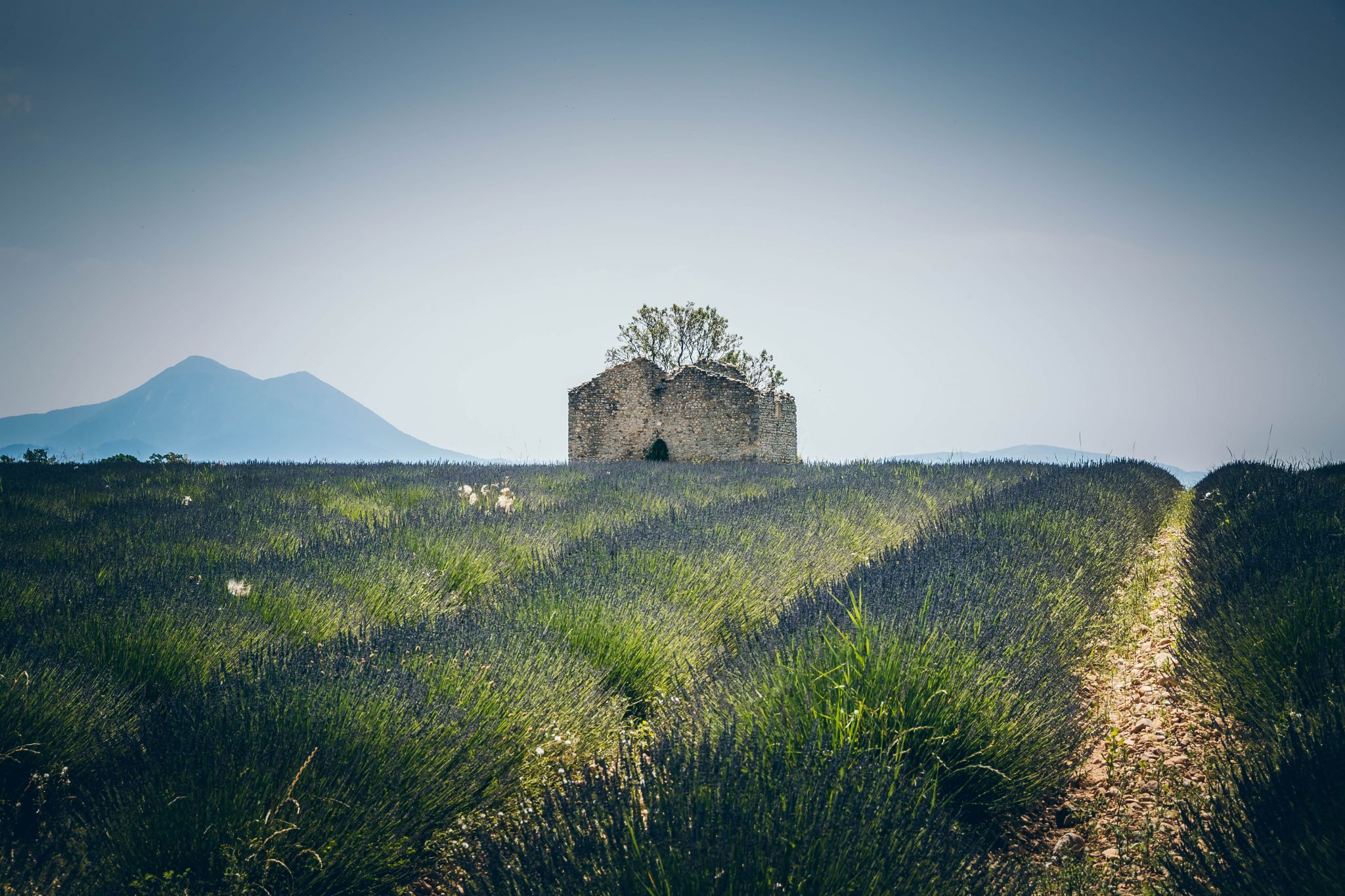 Old mas in lavender field, France