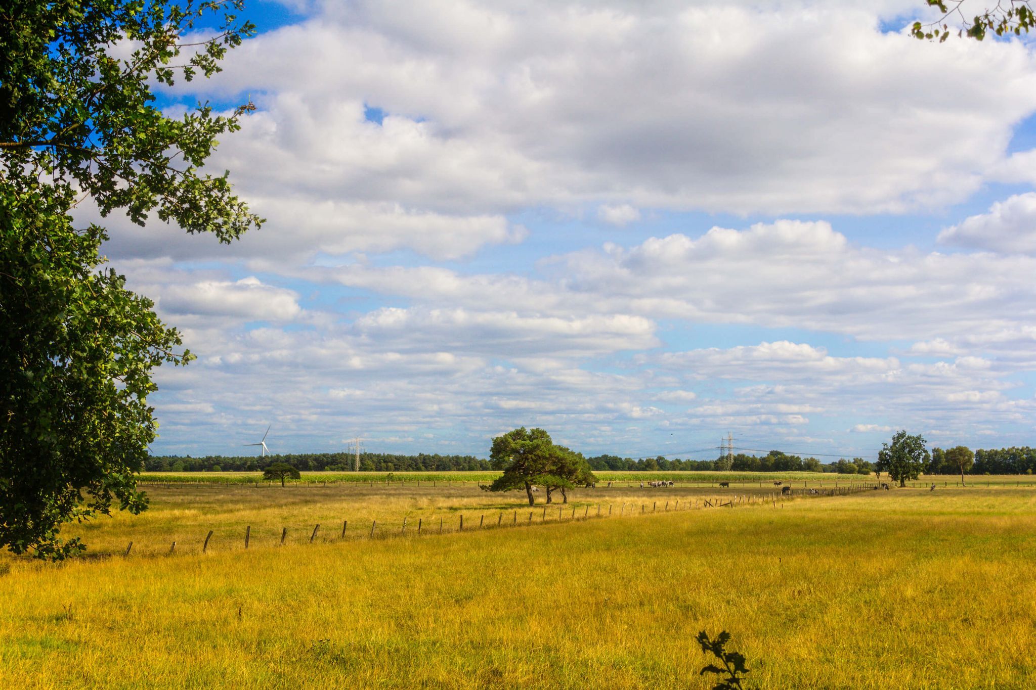 Open Range near Taaken, Germany