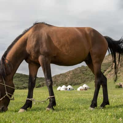 Pferd im Jurtencamp Temir Kanat, Kyrgyz Republic