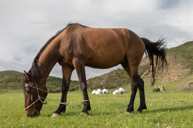 Pferd im Jurtencamp Temir Kanat