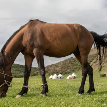 Pferd im Jurtencamp Temir Kanat, Kyrgyz Republic
