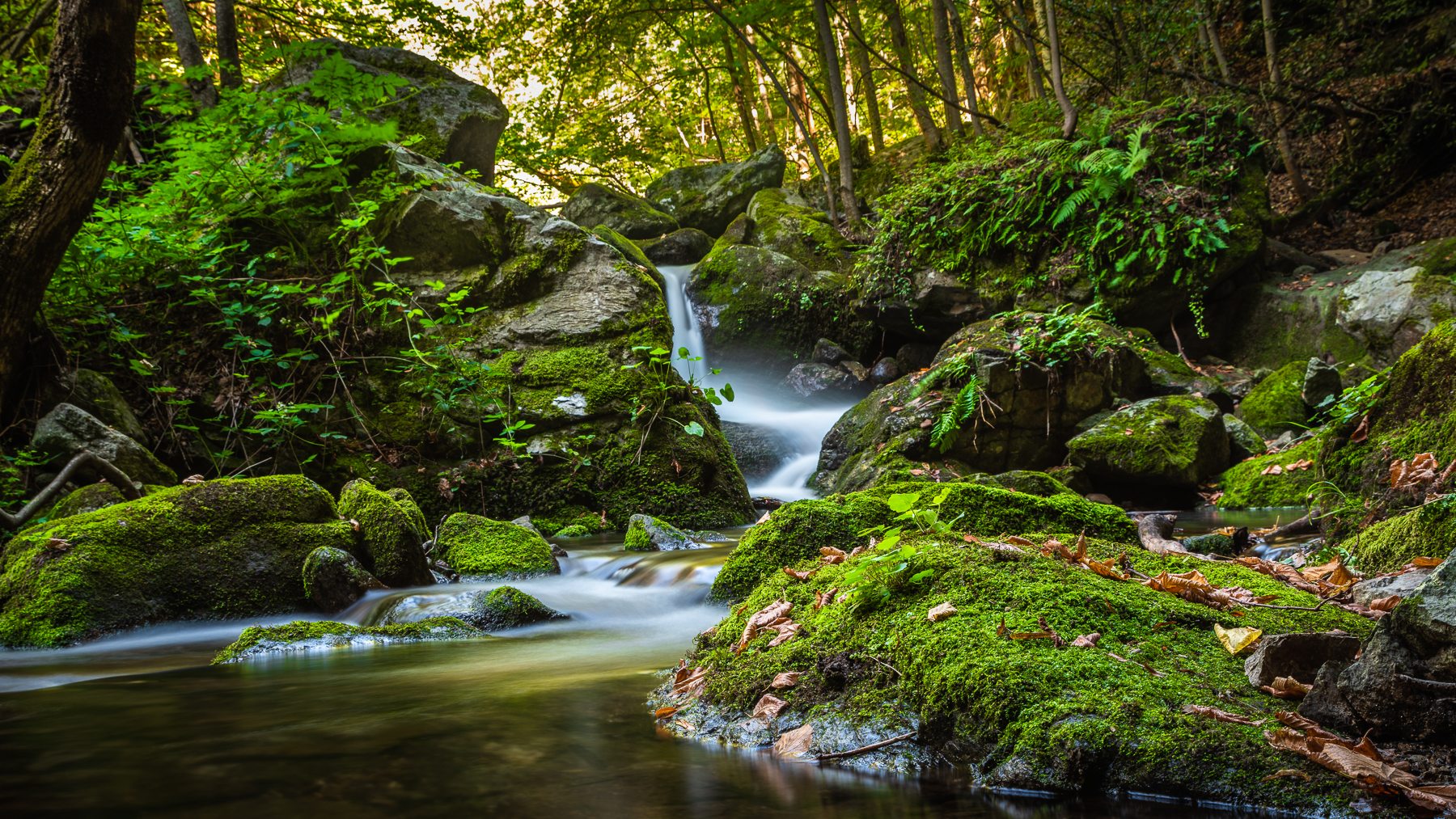Pyrenees: Deep in the forest, France