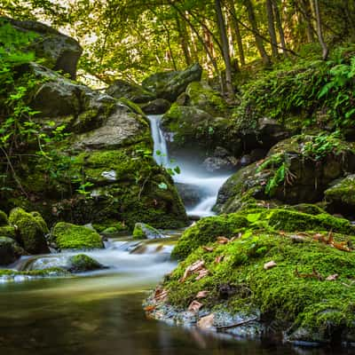 Pyrenees: Deep in the forest, France