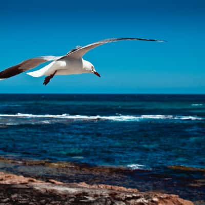 Rottnest Island, Australia