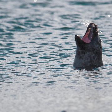 Seal at Ytri Tunga, Iceland