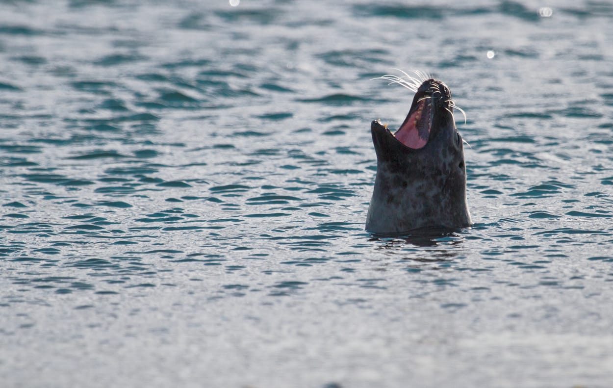 Seal at Ytri Tunga, Iceland
