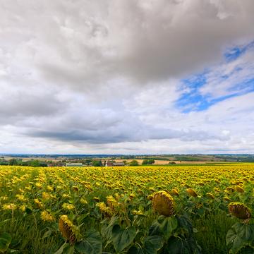 Sunflower Fields, France
