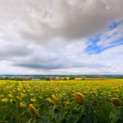 Sunflower Fields, France