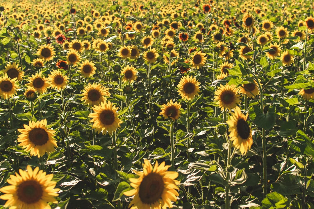 Sunflowers of Sanborn, USA