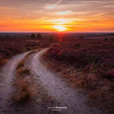 Turning Purple, Netherlands