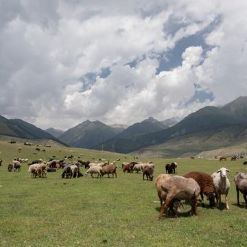 Viehherde im Semyenovka Tal, Kyrgyz Republic