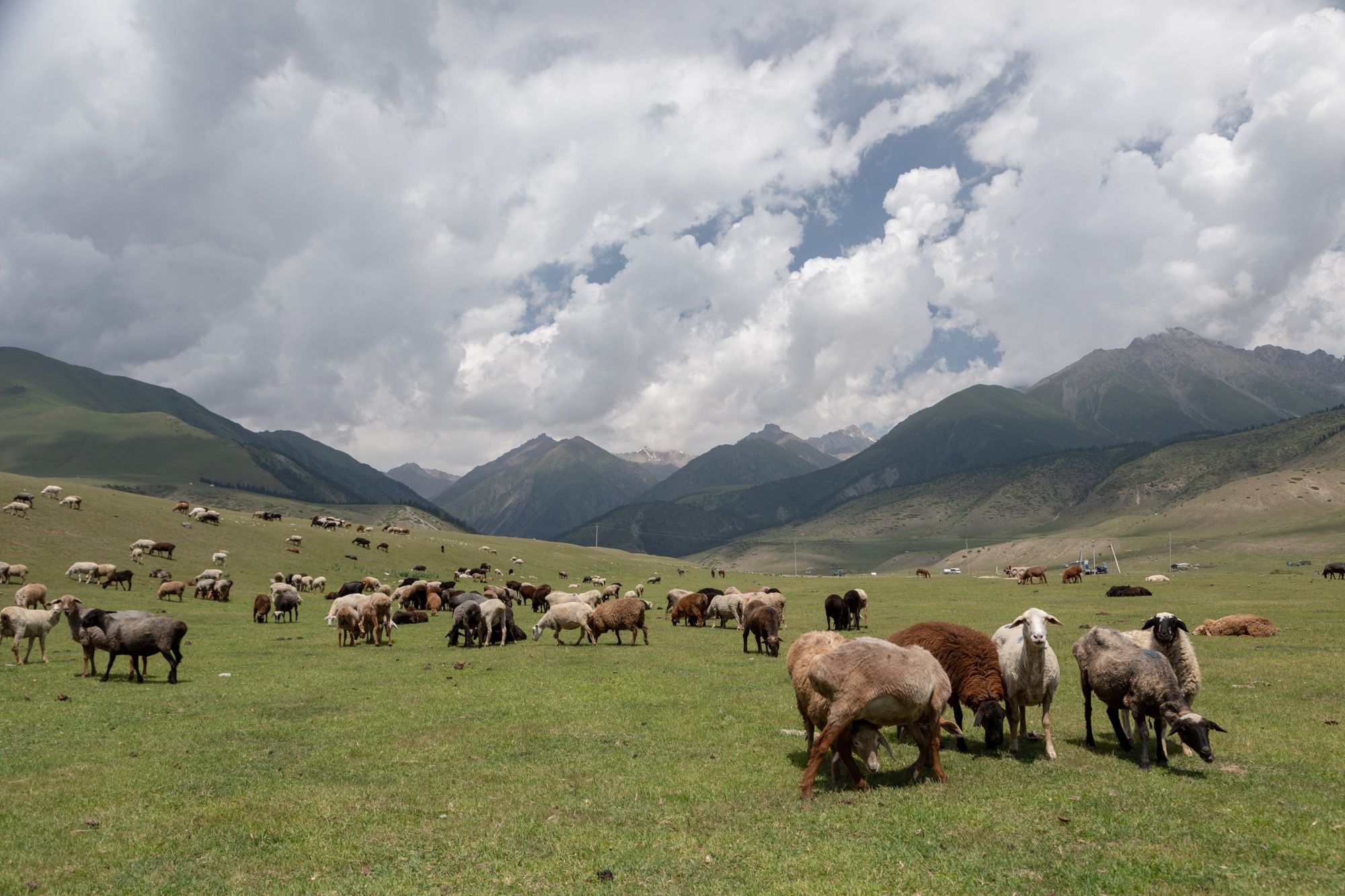 Viehherde im Semyenovka Tal, Kyrgyz Republic