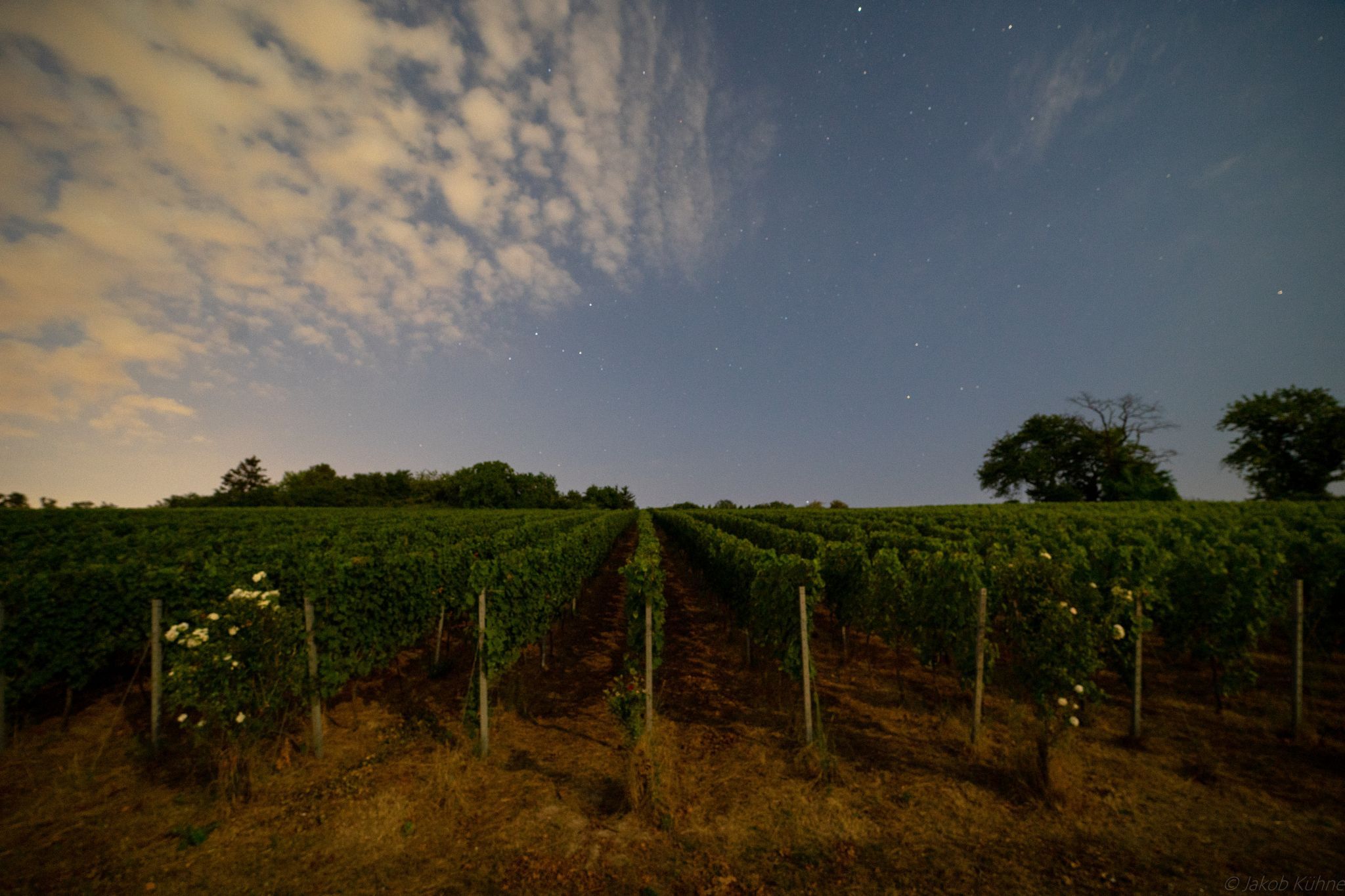 Vineyard Simon Bürkle, Germany