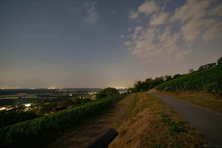 Vineyard Simon Bürkle