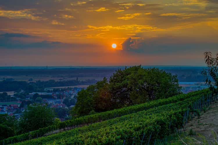 Vineyard Simon Bürkle