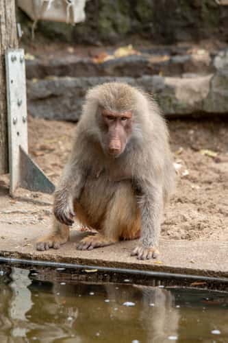 Zoo Krefeld