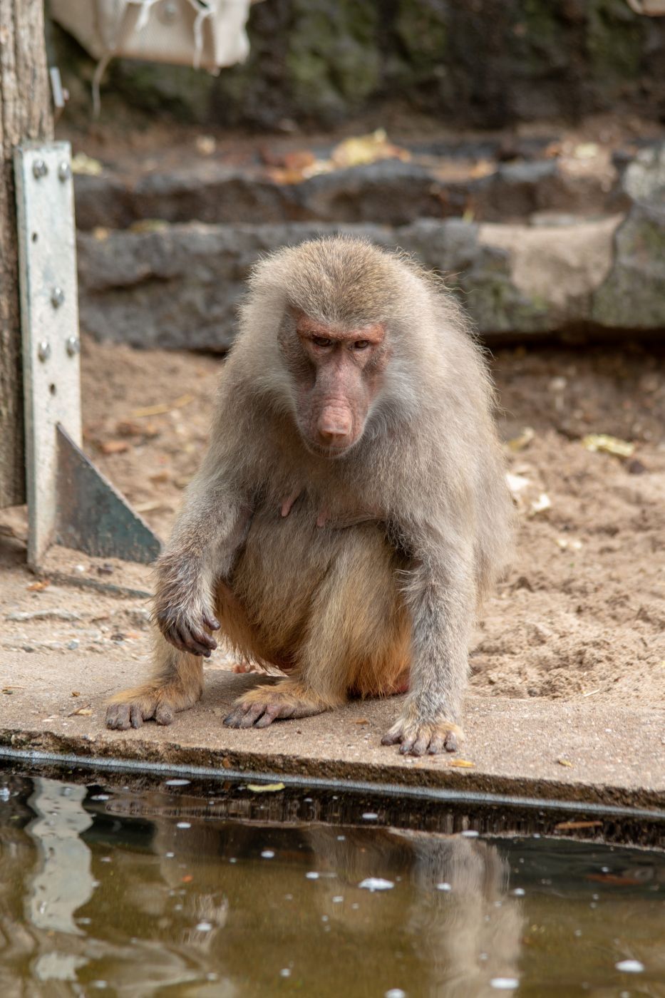 Zoo Krefeld, Germany
