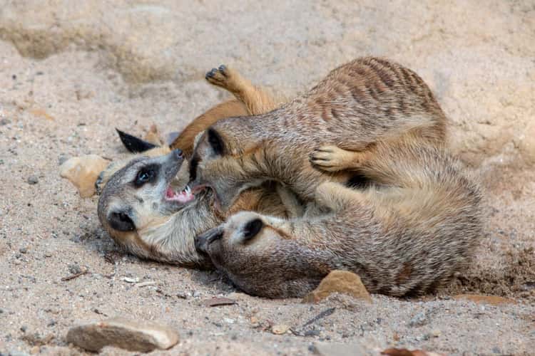 Zoo Krefeld