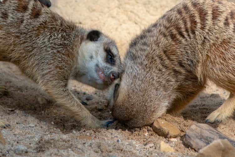 Zoo Krefeld