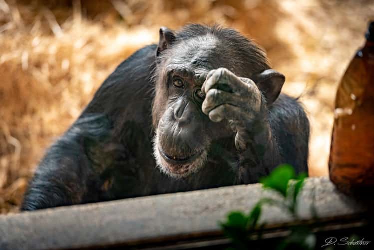 Zoo Neuwied