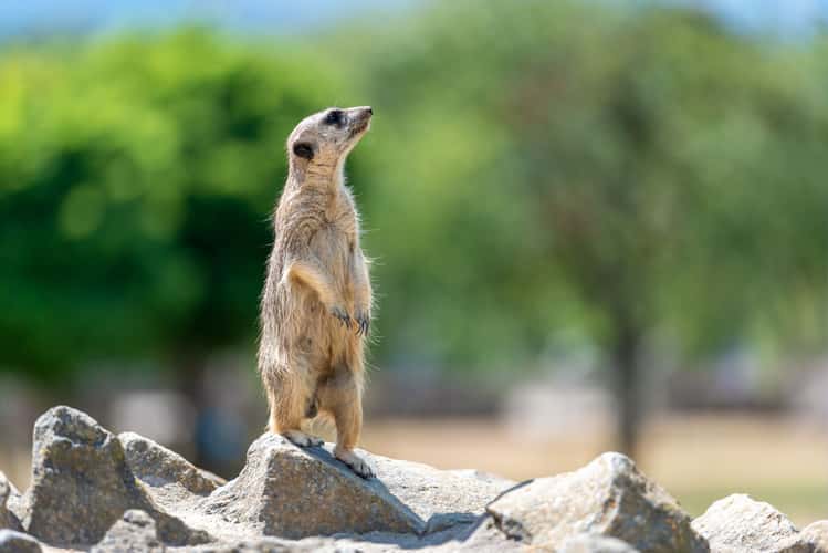 Zoo Neuwied