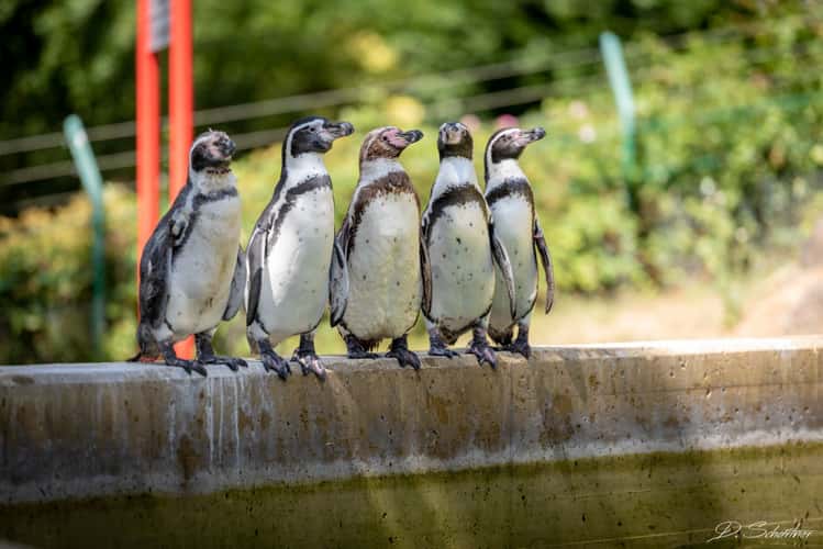 Zoo Neuwied