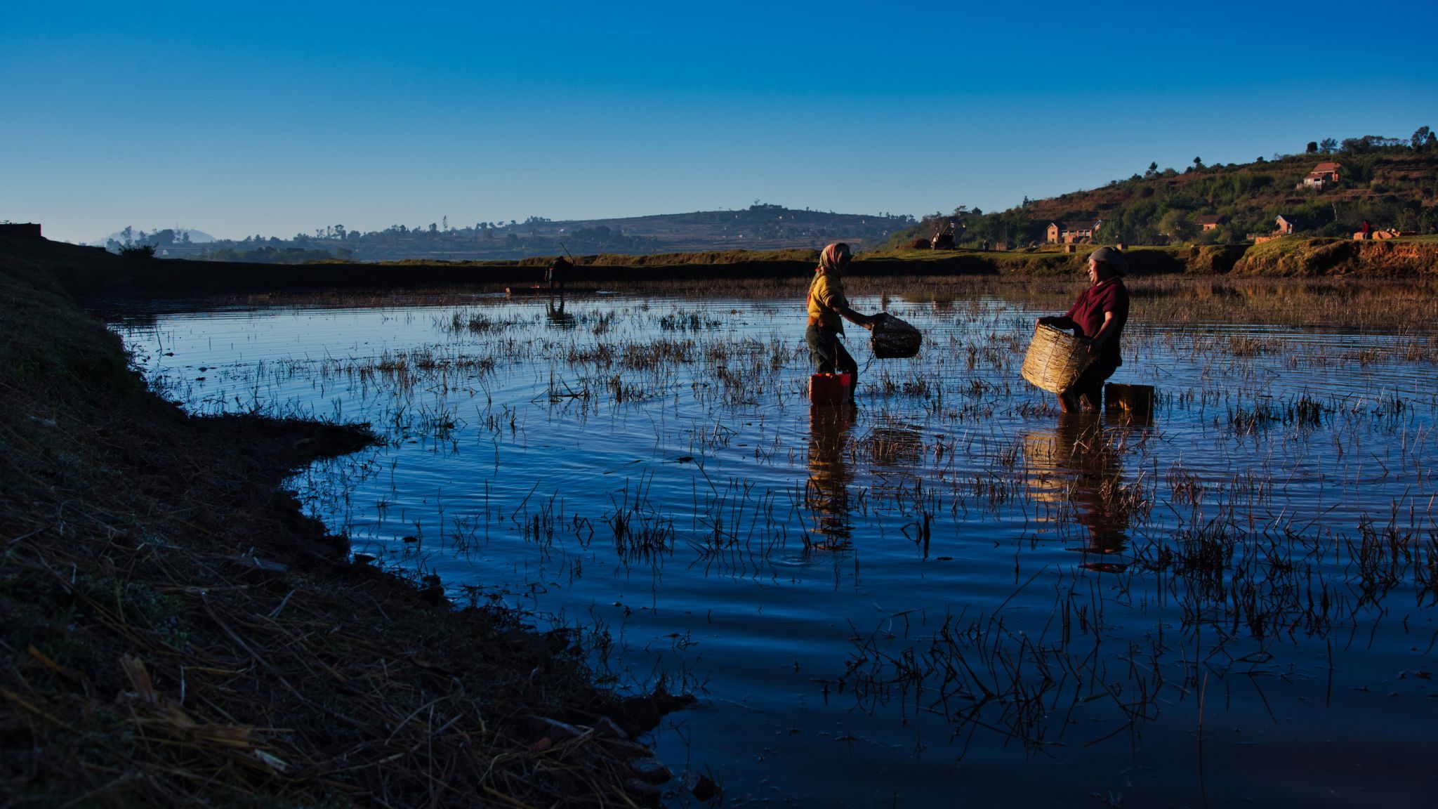 Antsirabe rice fields, Madagascar