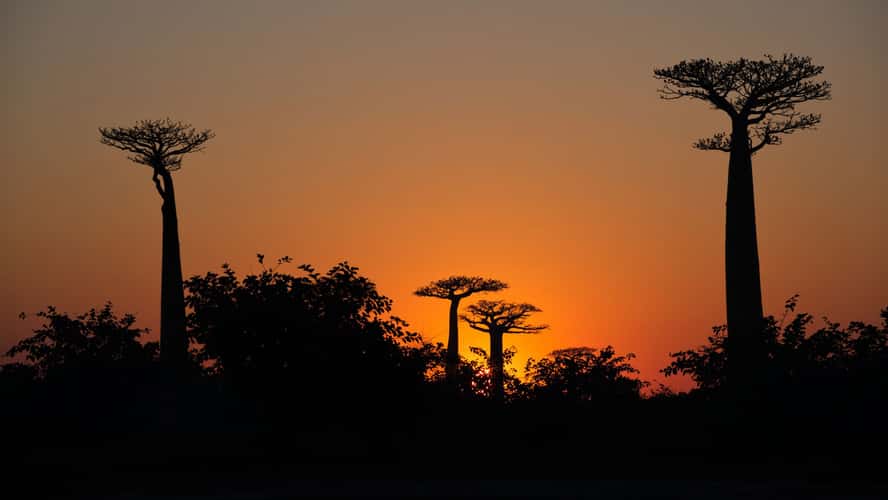 Avenue of the baobabs