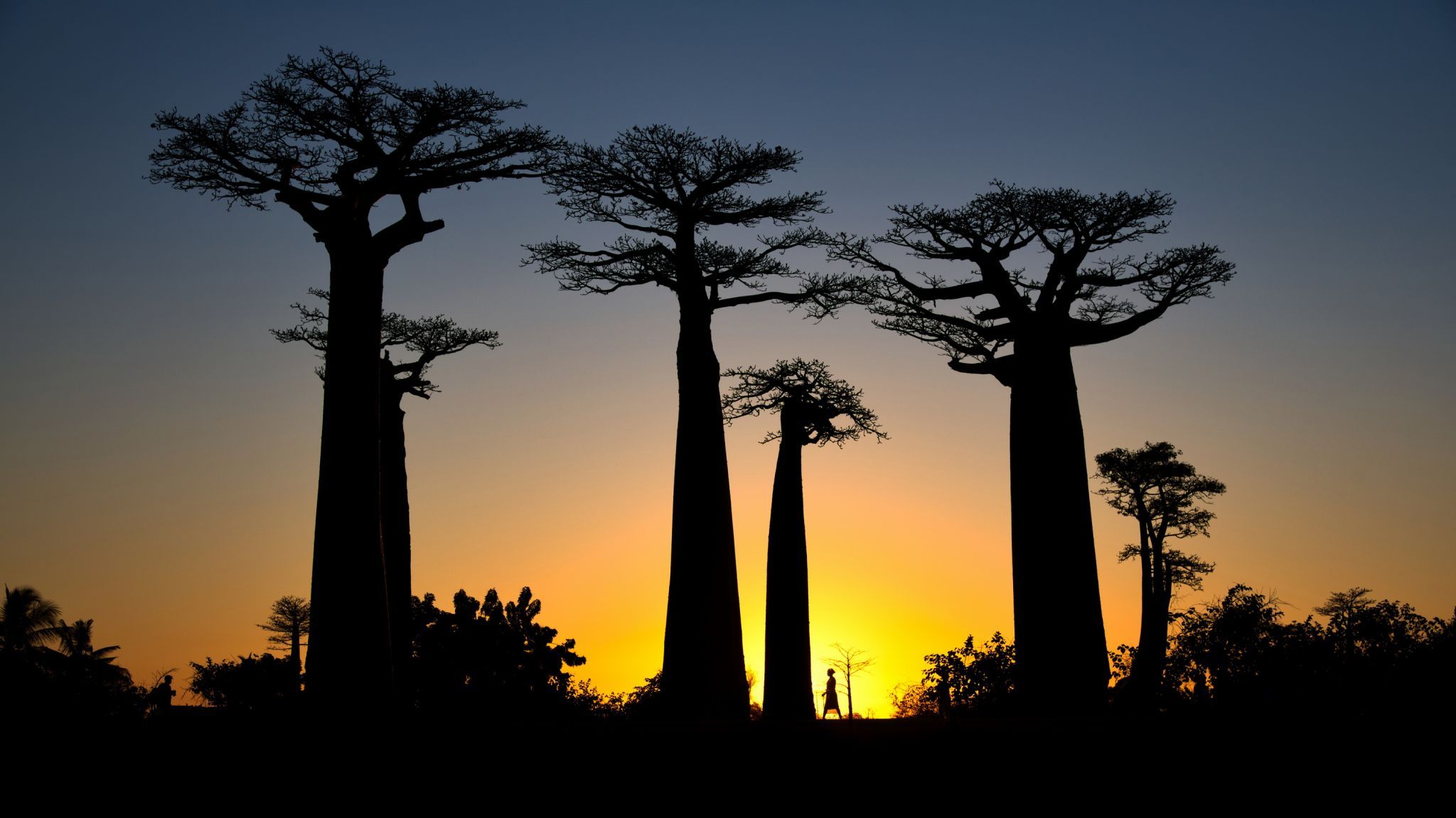 Avenue of the baobabs, Madagascar