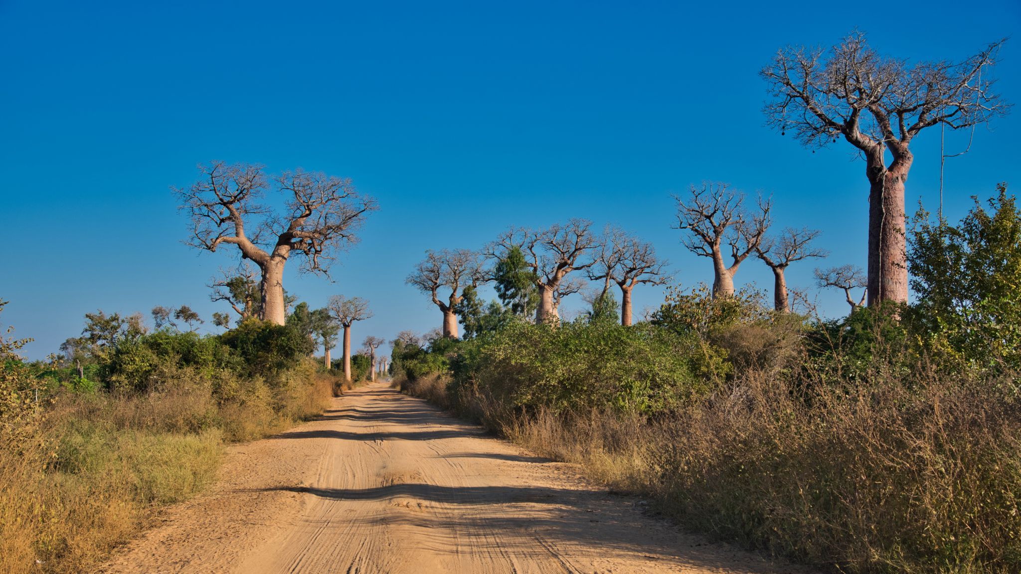 Avenue of the baobabs, Madagascar