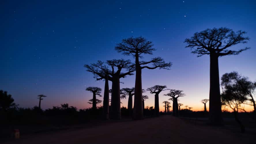Avenue of the baobabs