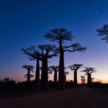 Avenue of the baobabs, Madagascar