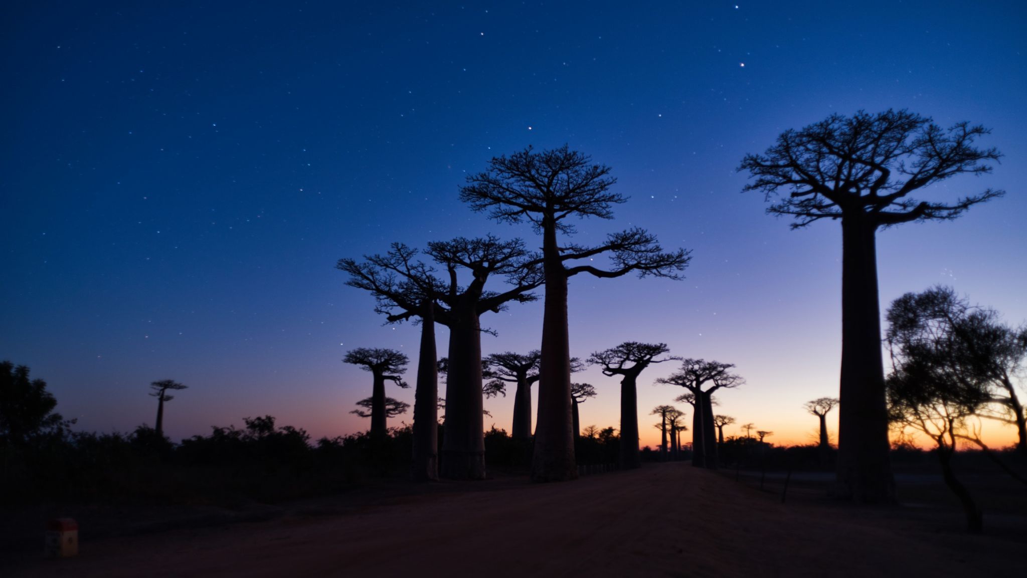 Avenue of the baobabs, Madagascar