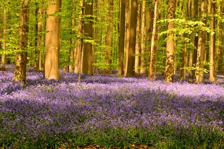 Bluebell Forest Halle